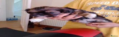 Shih Tzu 1
