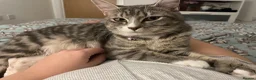 Siberian cats for sale: Siberian Girl needs a Home - Advert 5