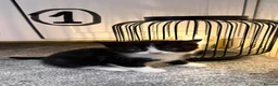 British Shorthair cats for sale: 4 black & white kittens. British short hair mother - Advert 2