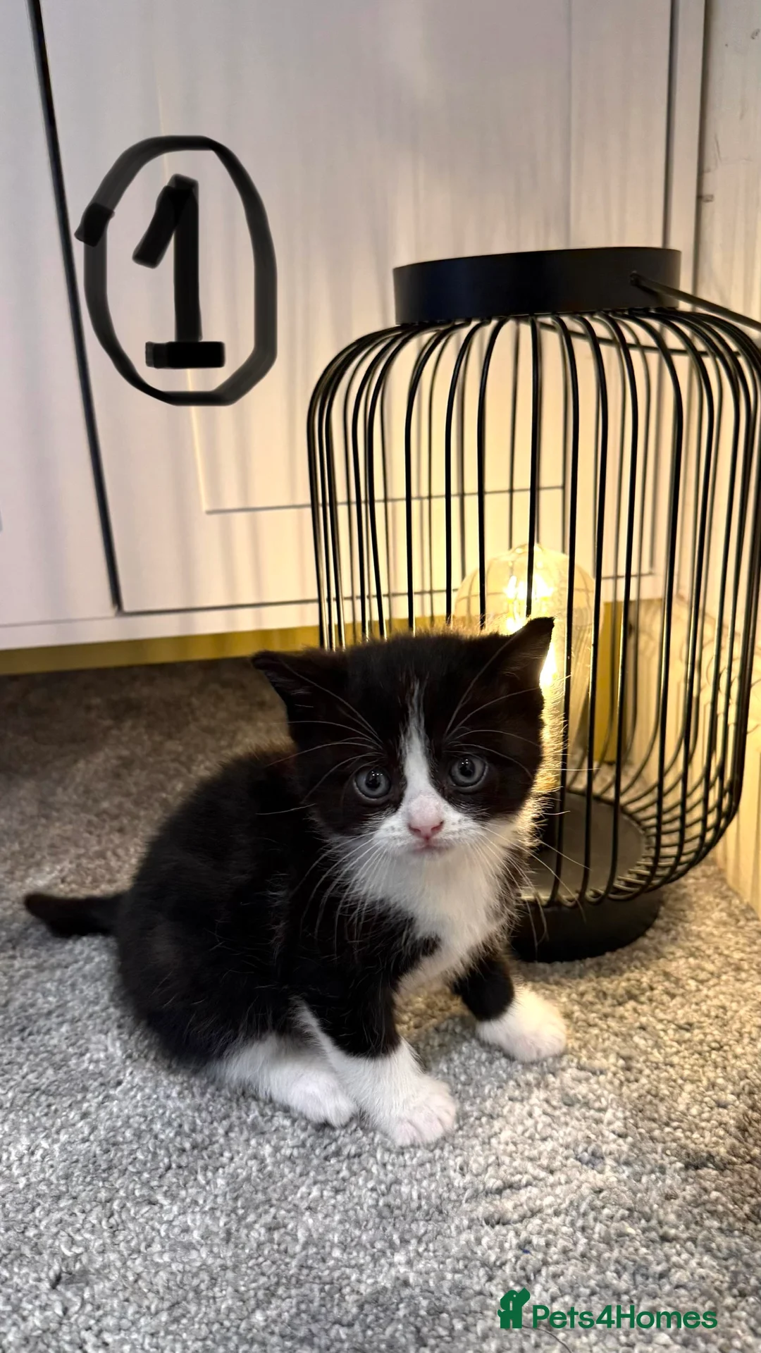 British Shorthair cats for sale: 4 black & white kittens. British short hair mother - Advert 2