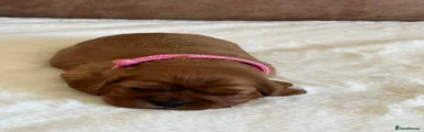 Cavalier King Charles Spaniel Puppy 1