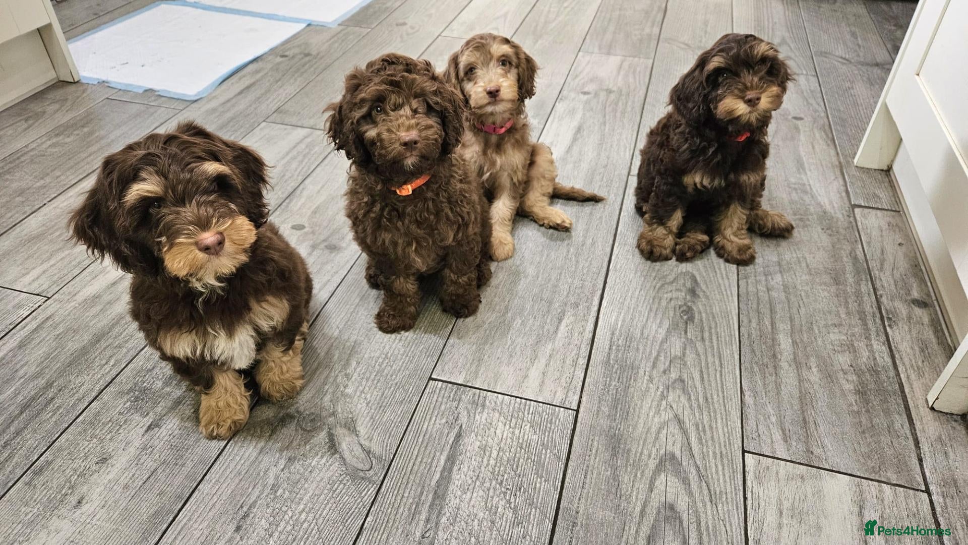 Cockapoo dogs LYNJONBORNS BEAUTIFUL COCKAP00 PUPPYS - Advert 2