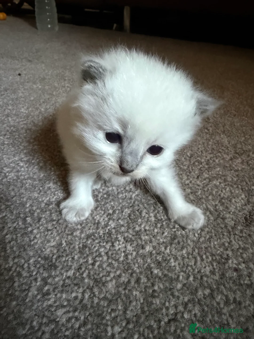 Ragdoll cats for sale: Ragdoll kittens - Advert 2