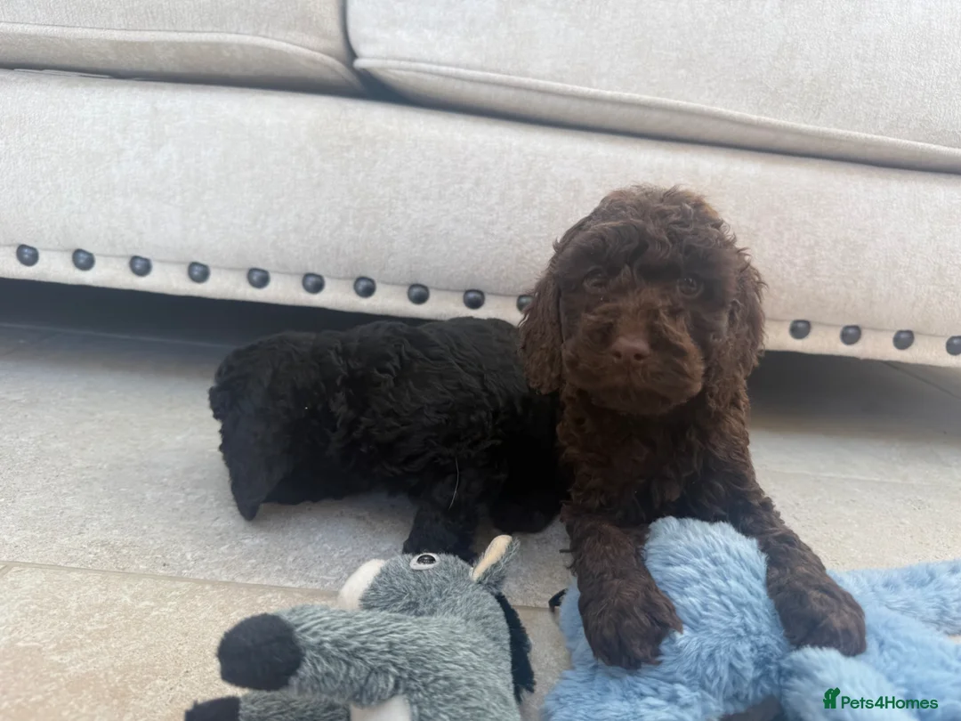 Australian Labradoodle dogs for sale: Stunning Miniature Australian Labradoodles  - Advert 31