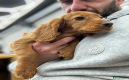 Cocker Spaniel dogs for sale: Working cocker spaniel - champion bloodlines  - Image 11