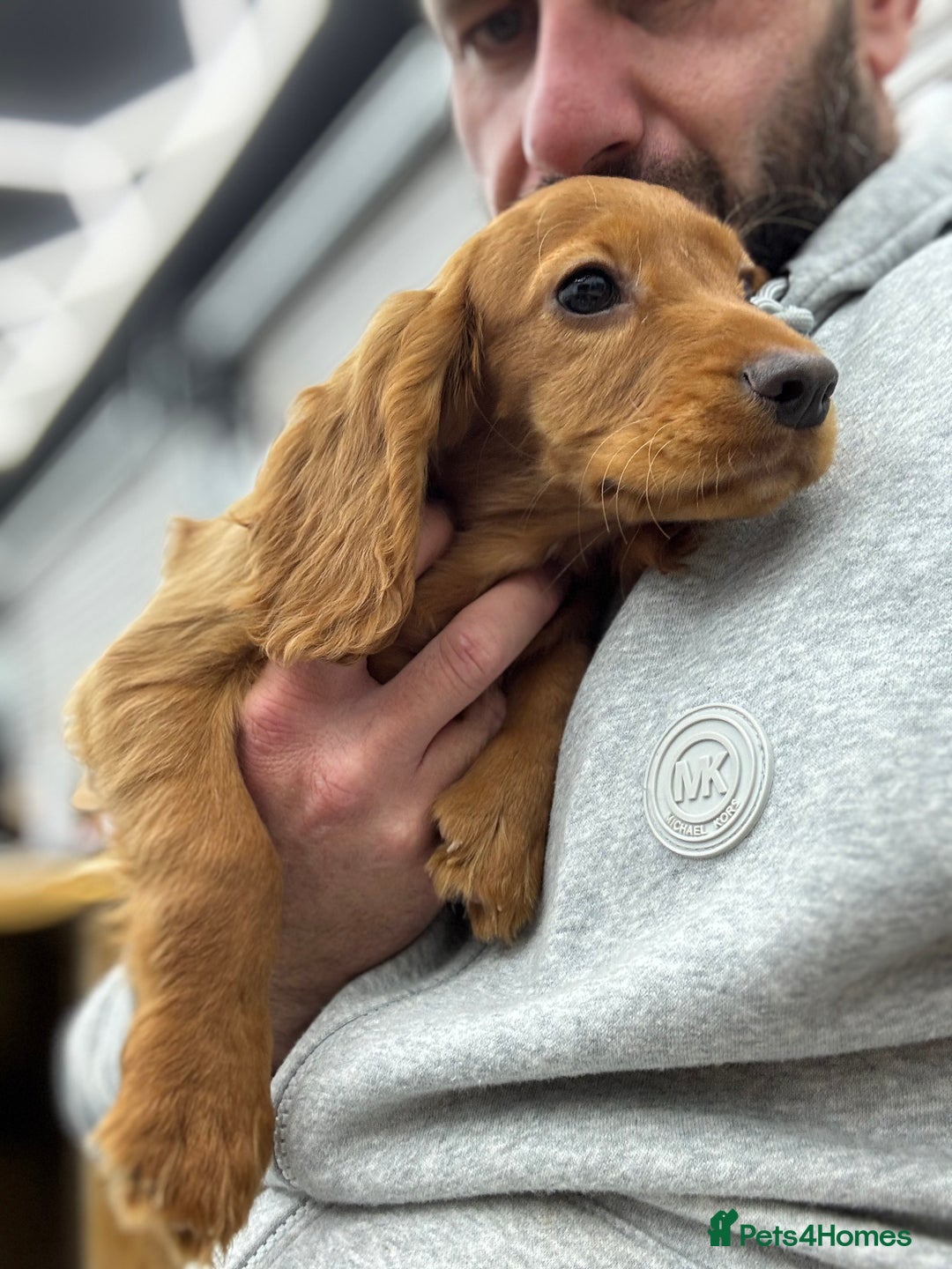 Cocker Spaniel dogs for sale: Working cocker spaniel - champion bloodlines  - Image 11