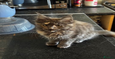 Maine Coon cats in Cardiff - Advert 7
