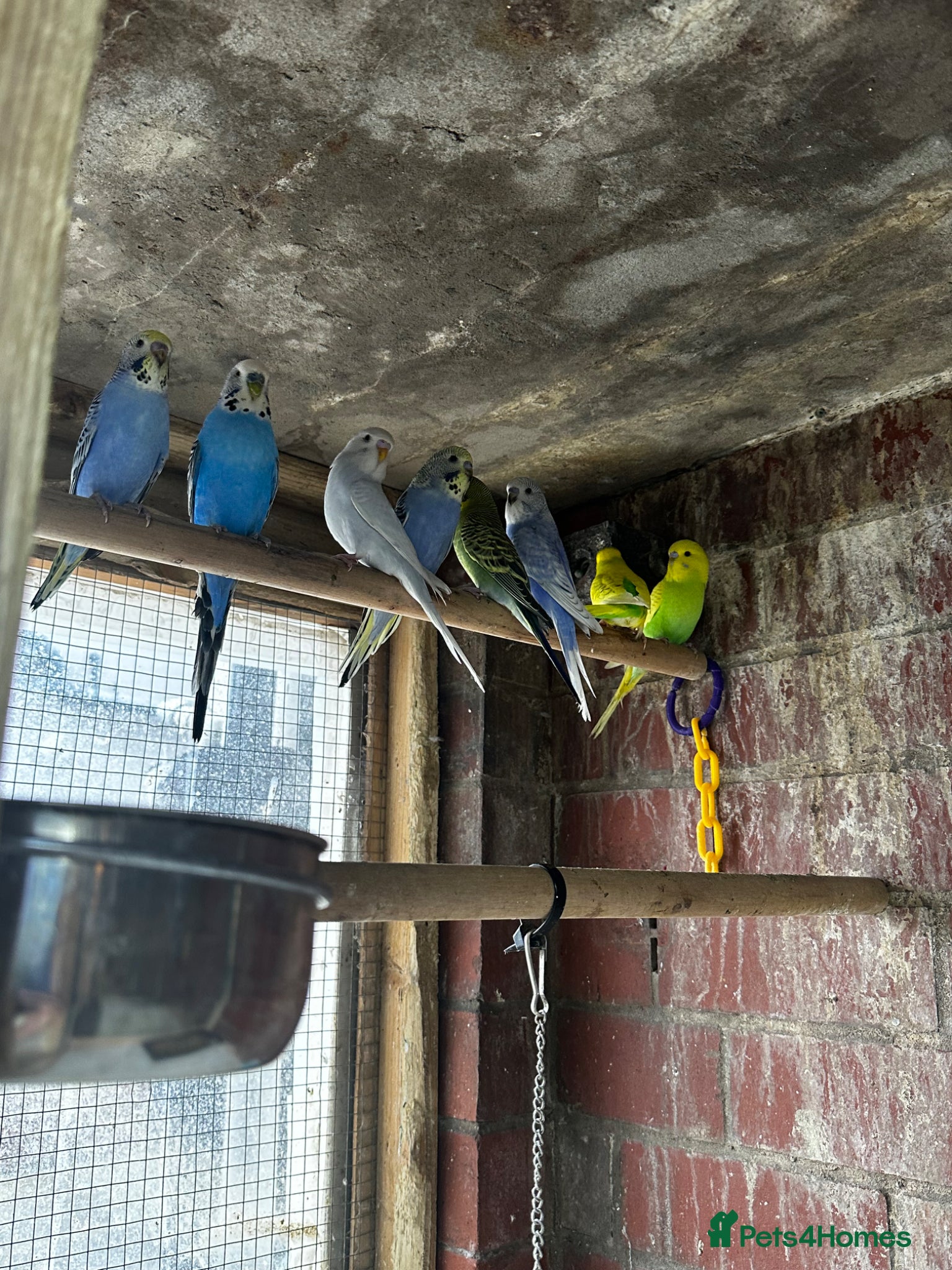 Mixed Breed birds Different types of birds *read description*  - Advert 2