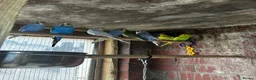 Mixed Breed birds for sale: Different types of birds *read description*  - Advert 2