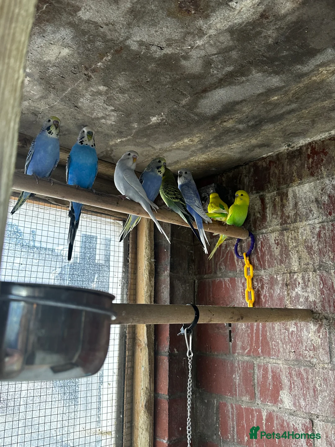 Mixed Breed birds for sale: Different types of birds *read description*  - Advert 2