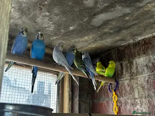 Mixed Breed birds Different types of birds *read description* - Advert 2