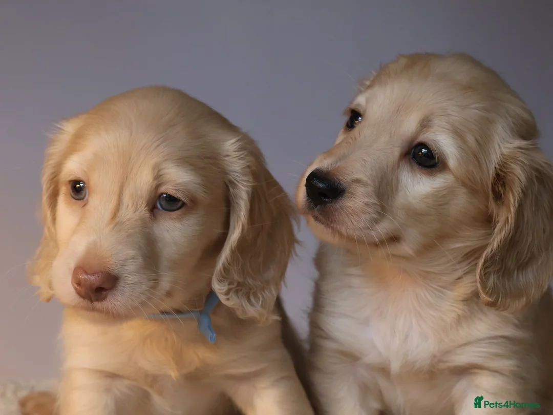 Miniature Dachshund dogs for sale: 5*Licensed+CREAMLONGHAIR+KCreg+PRACLEAR+Vetchecked - Advert 3