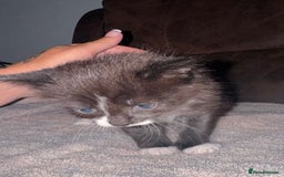 Mixed Breed cats for sale: 5 beautiful kittens mother part ragdoll - Image 8