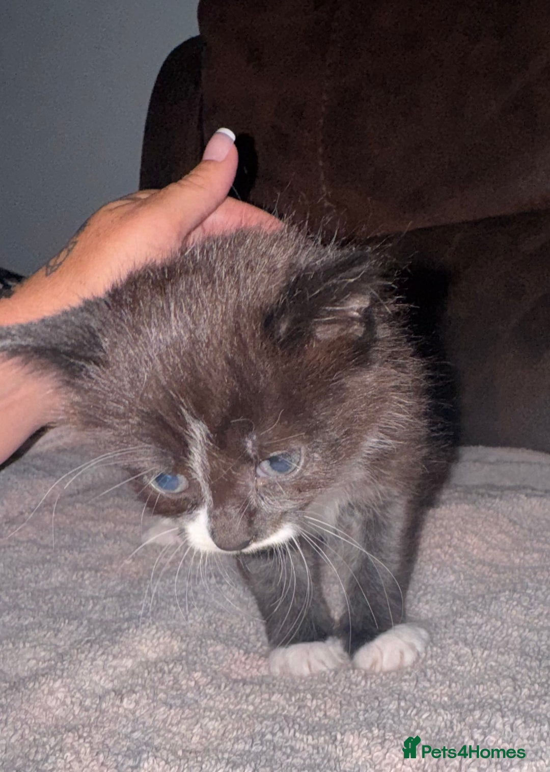 Mixed Breed cats for sale: 5 beautiful kittens mother part ragdoll - Image 8