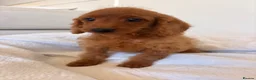 Labradoodle dogs for sale: LICENSED BREEDER HEALTH TESTED MINI LABRADOODLES - Advert 11