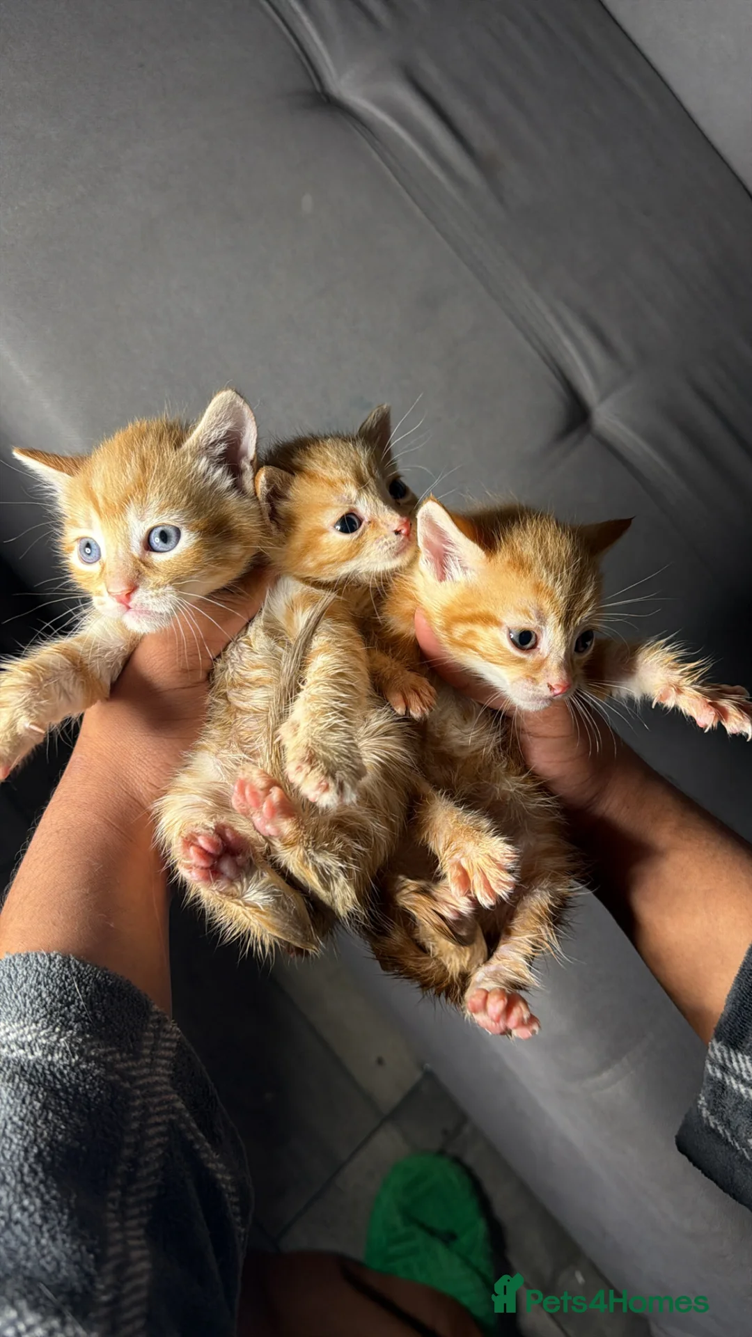 Mixed Breed cats for sale: 3 Adorable Ginger Kittens – 6 Weeks Old 🐱 - Advert 2