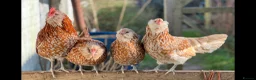 Chickens poultry for sale: Thuringian Rare Breed Hatching Eggs x 6 in Okehampton - Advert 5