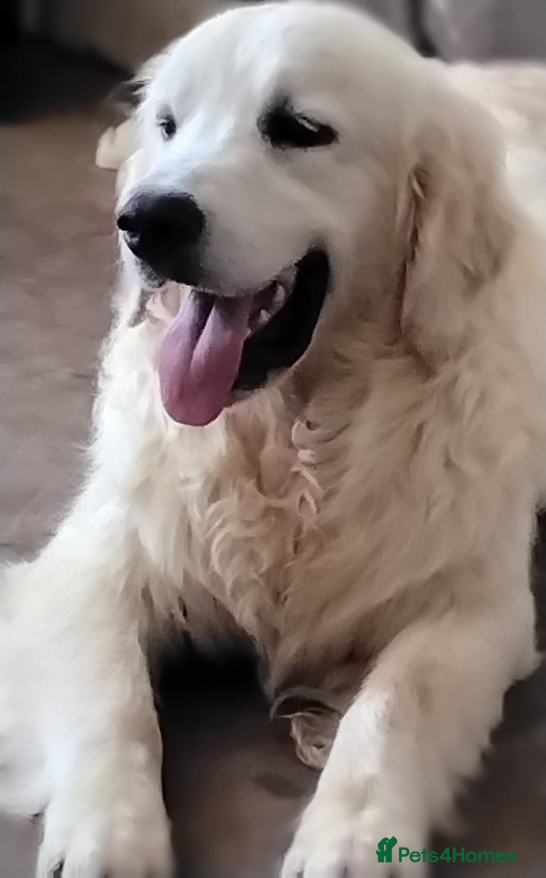 Golden Retriever dogs for sale: Golden retriever male - Image 7