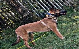 Belgian Shepherd Dog dogs for sale: Belgian mallinos pup - Image 16