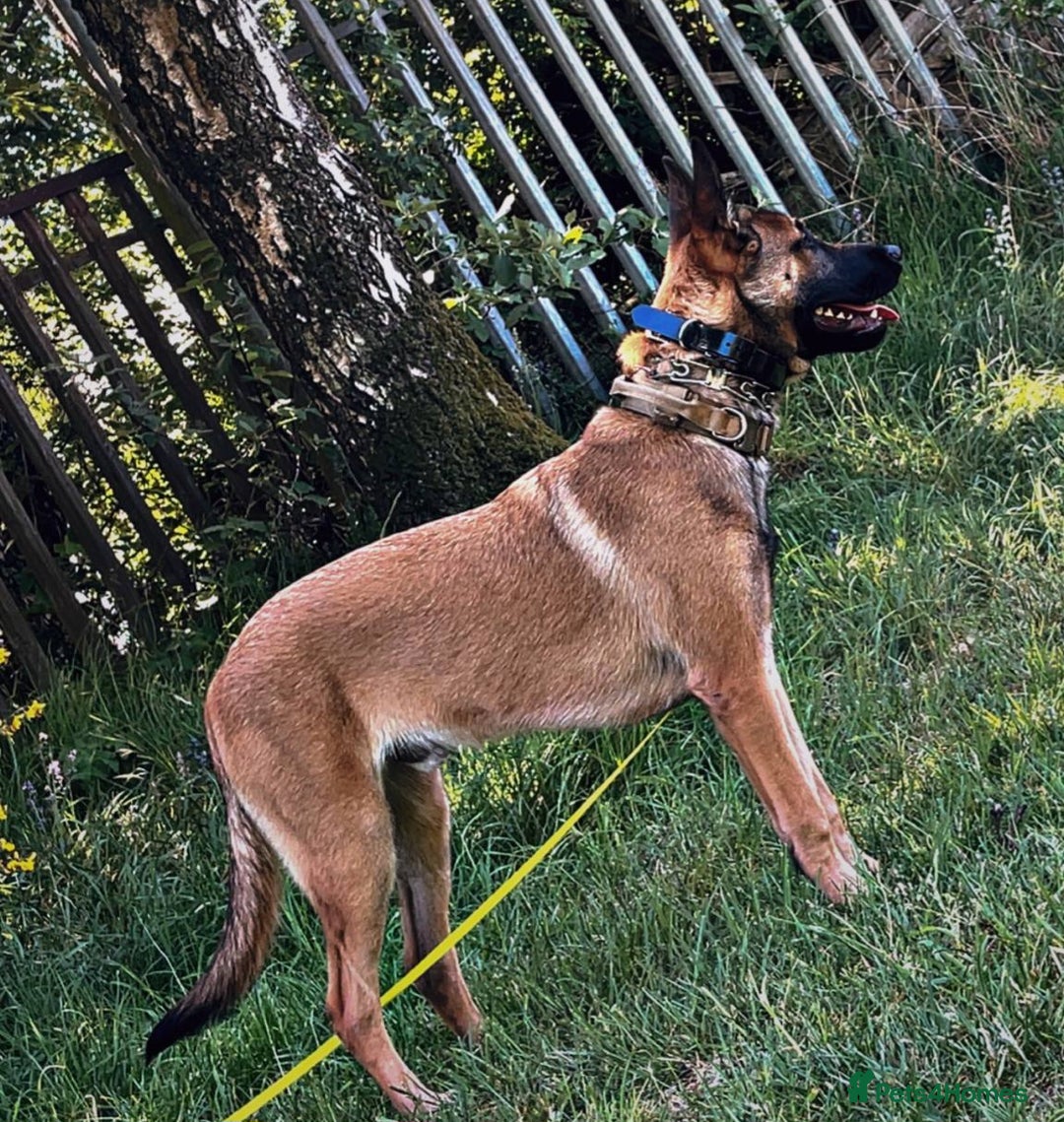 Belgian Shepherd Dog dogs for sale: Belgian mallinos pup - Image 16