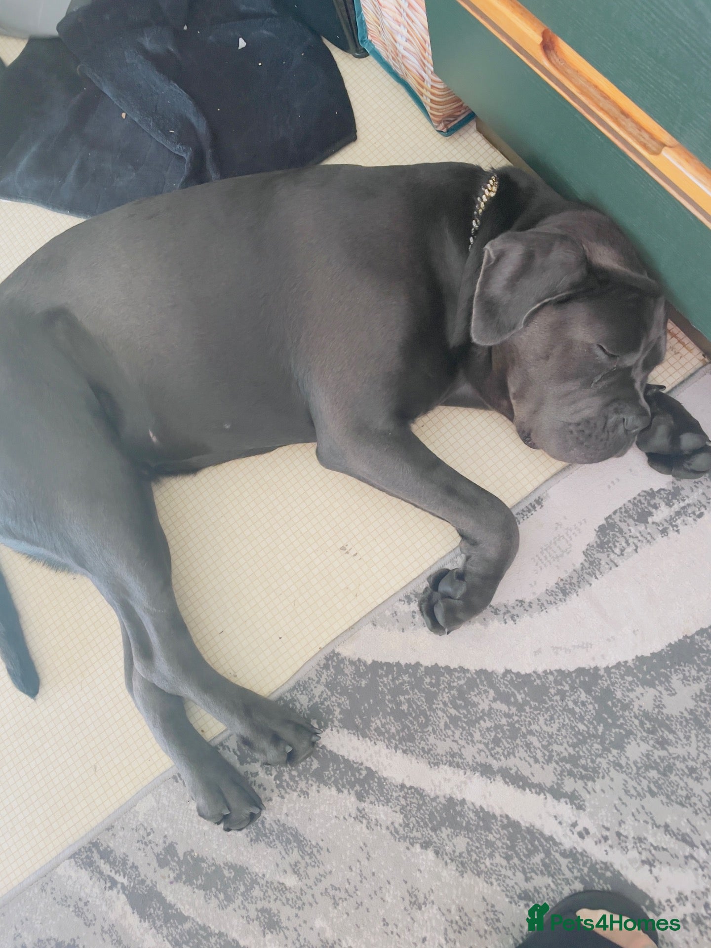 Cane Corso dogs Italian pure breed Cane Corso - Advert 16