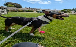 English Bull Terrier dogs for sale: English bull terrier male  - Image 2