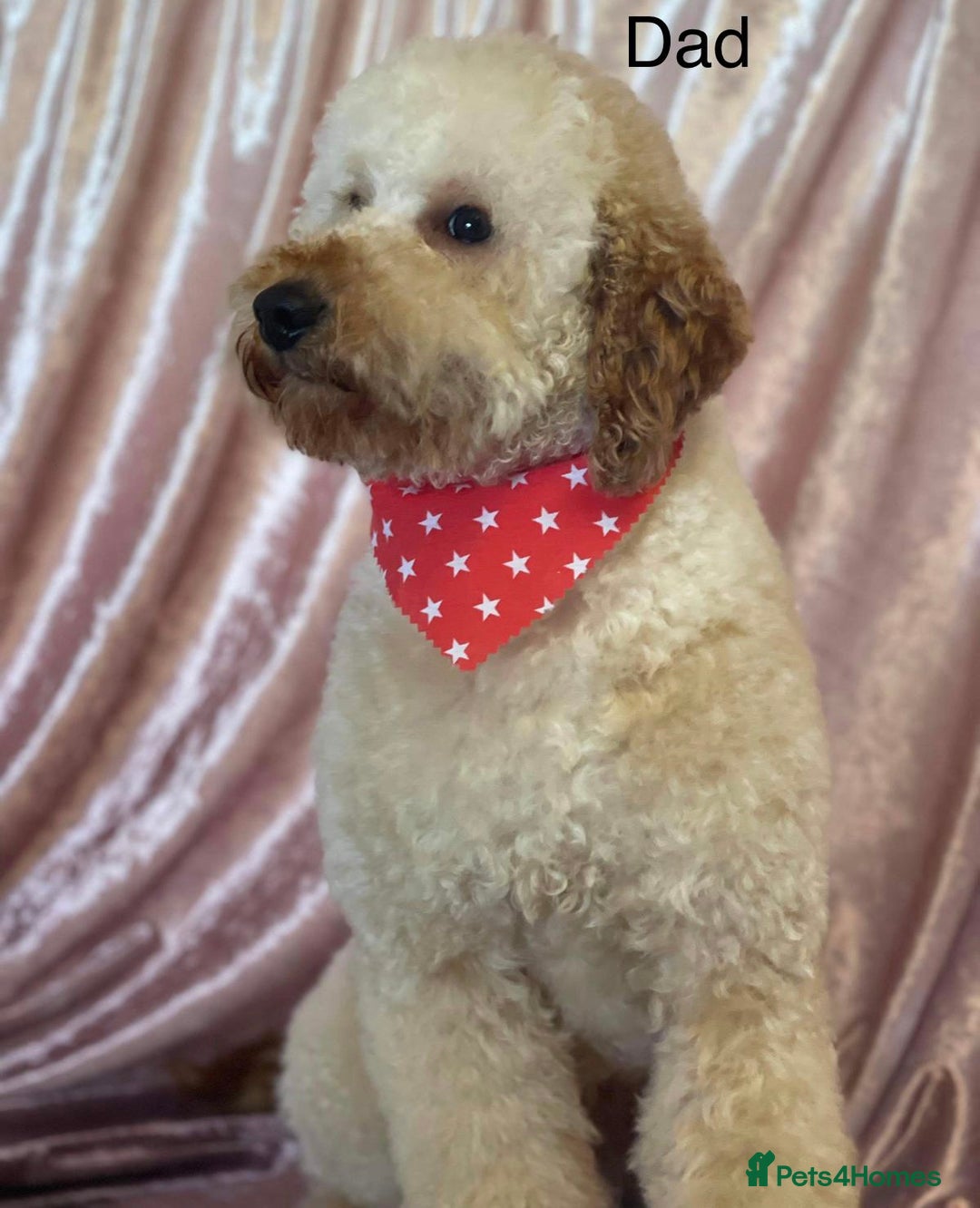 Cavapoo dogs for sale: 💖 F1B Cavapoo Puppies FULLY DNA TESTED 💖 - Image 37