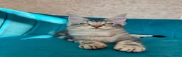 Maine Coon cats for sale: TICA Pedigree Registered Maine Coon Kittens - Advert 24