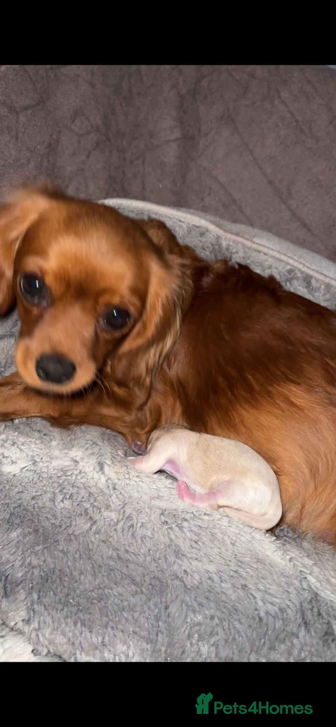 Cavapoo dogs for sale: Beautiful cavapoo puppies ready for a loving home - Image 7