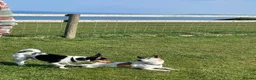 Jack Russell dogs for stud: Tri-coloured Jack Russell - For Stud - Zuko - Advert 5