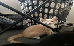 Domestic Shorthair cats for sale: Beautiful kittens are looking for forever homes! - Image 4