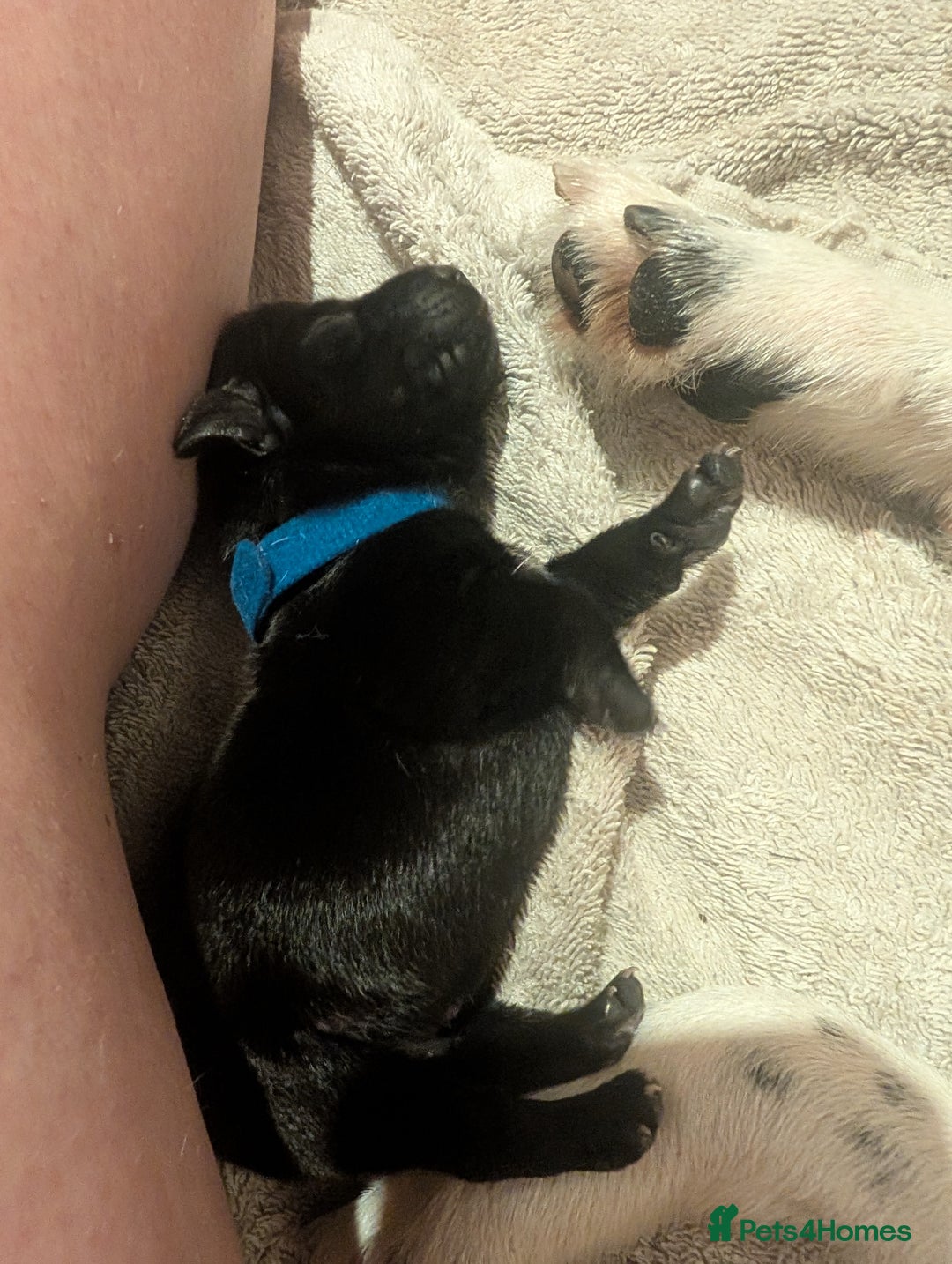 Mixed Breed dogs for sale: Doxie-Dales  - Image 11
