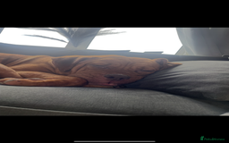 Mixed Breed dogs for sale: Beautiful Girl, sad circumstances  - Advert 13