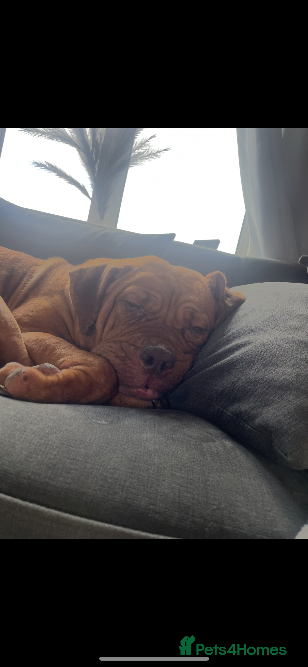 Mixed Breed dogs for sale: Beautiful Girl, sad circumstances  - Advert 13