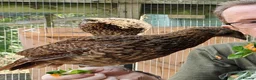 Mixed Breed birds for sale: Temminck's Tragopans Males and Females pheasant - Advert 2