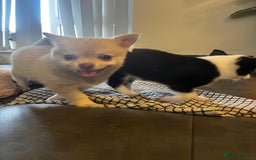 Chihuahua dogs for sale: READY NOW chihuahua x Pom puppies  - Image 14
