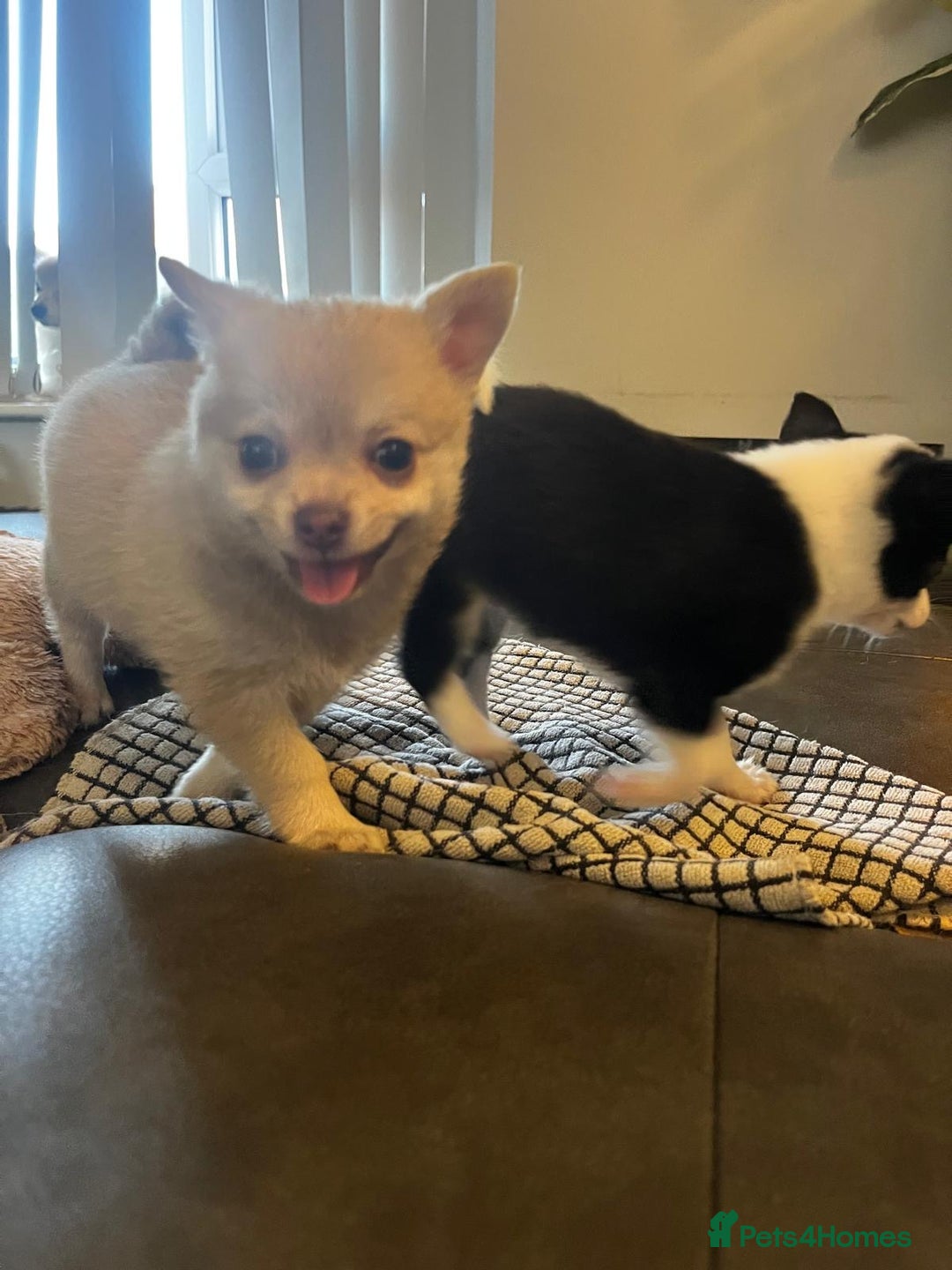 Chihuahua dogs for sale: READY NOW chihuahua x Pom puppies  - Image 14