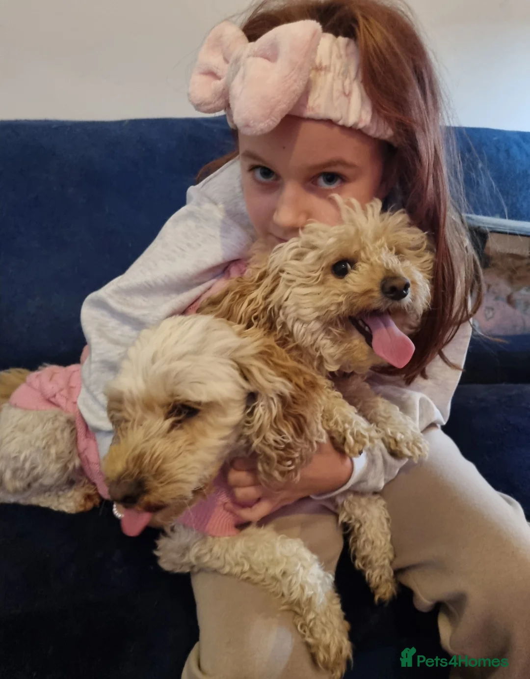 Cockapoo dogs for sale: Rosie the little cockapo in Northampton - Advert 4