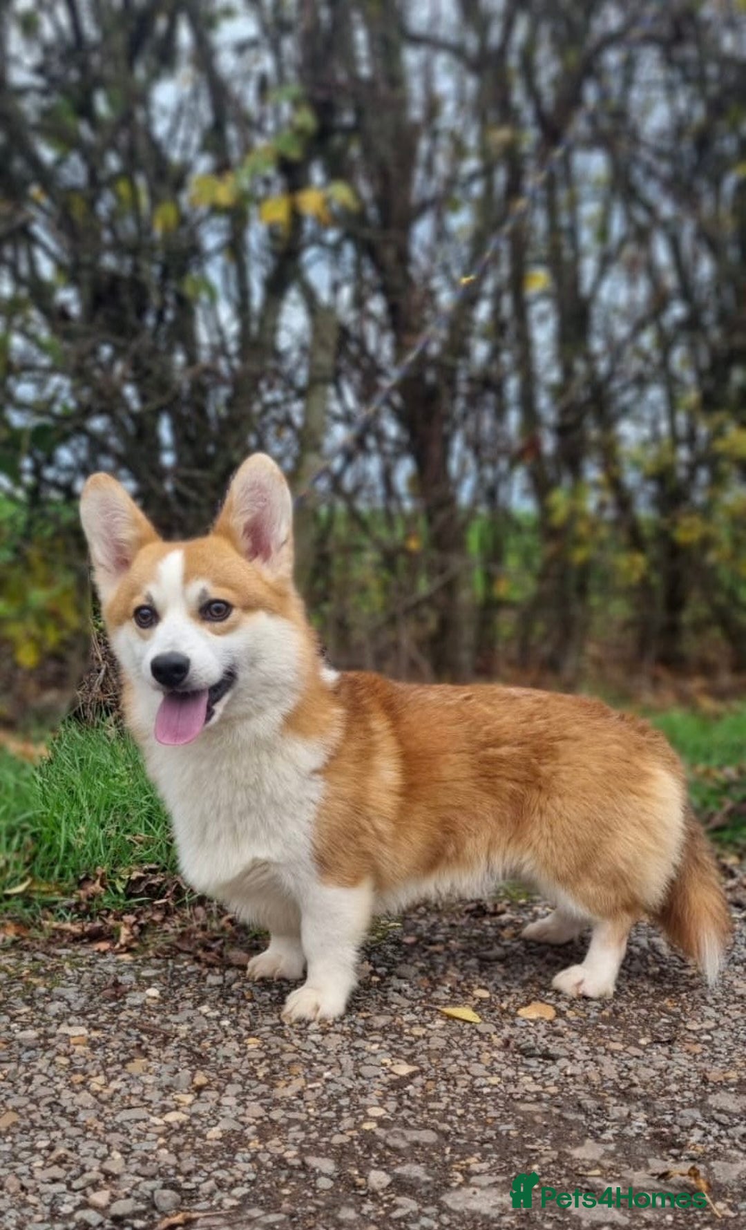Welsh Corgi Pembroke dogs for stud: HEALTH TESTED Welsh Pembroke corgi for stud  - Advert 3