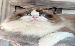 Ragdoll cats for stud: 5 Pedigree TICA European Famous R-Bloodline  in London - Image 3