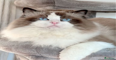 Ragdoll cats in London - Advert 1