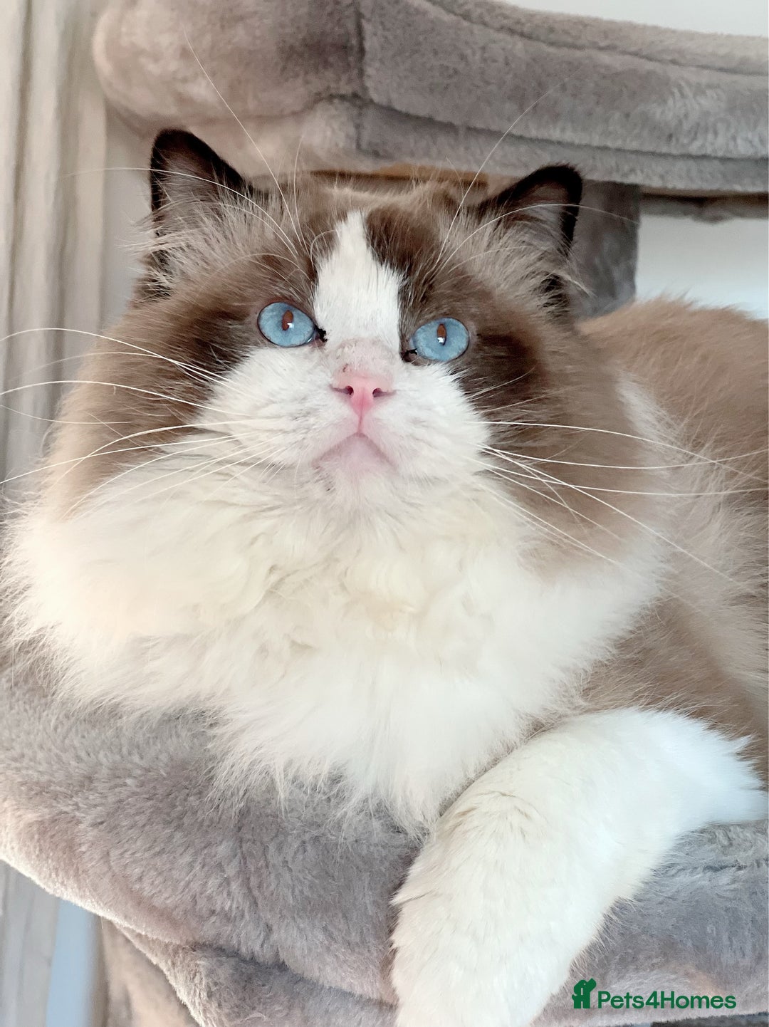 Ragdoll cats for stud: 5 Pedigree TICA European Famous R-Bloodline  in London - Image 3