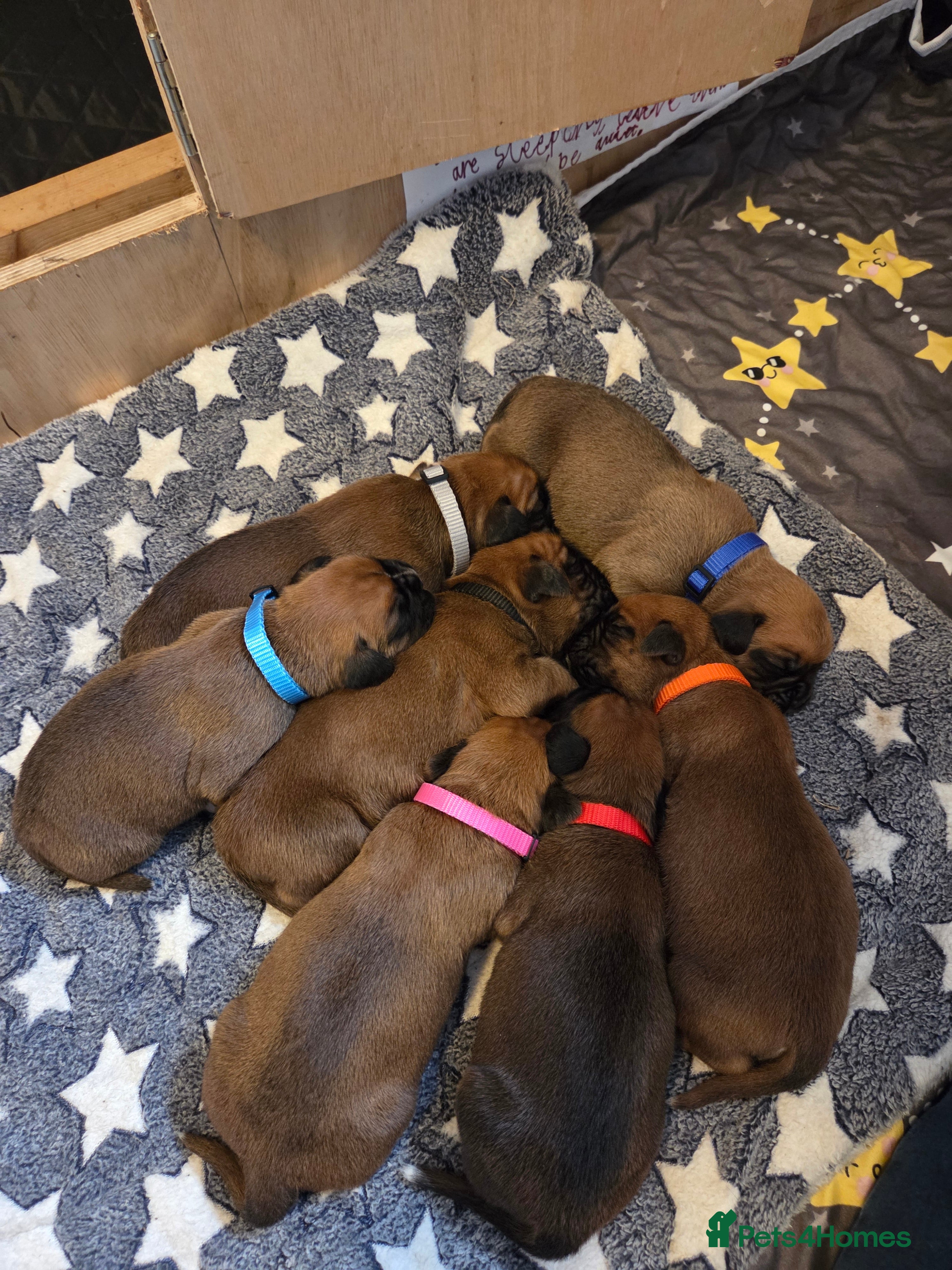 Boxer dogs Beautiful Boxer Pups in Barnstaple - Advert 11