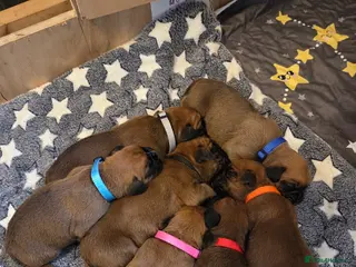 Boxer dogs Beautiful Boxer Pups in Barnstaple - Advert 11