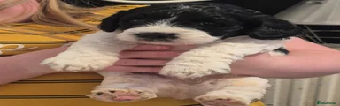 Pup 2