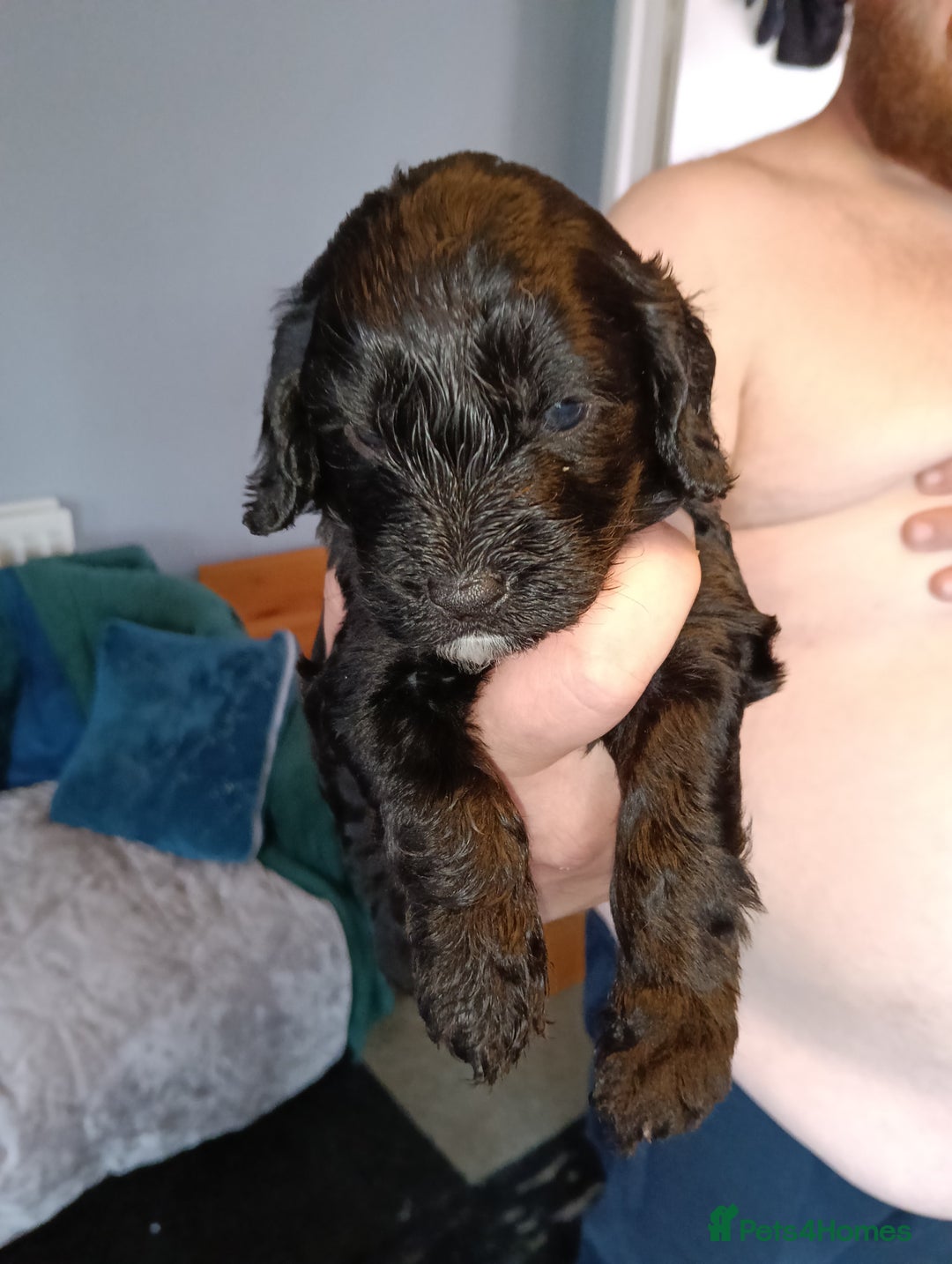 Mixed Breed dogs for sale: 6 Beautiful mixed breed puppies  - Image 6