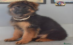 German Shepherd dogs for sale: 💥REDUCED PRICE💥 3 GIRLS German shepherd puppies  - Image 11
