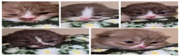 British Shorthair cats for sale: Beautiful British short and longhair kittens 🤎🧸  - Advert 1