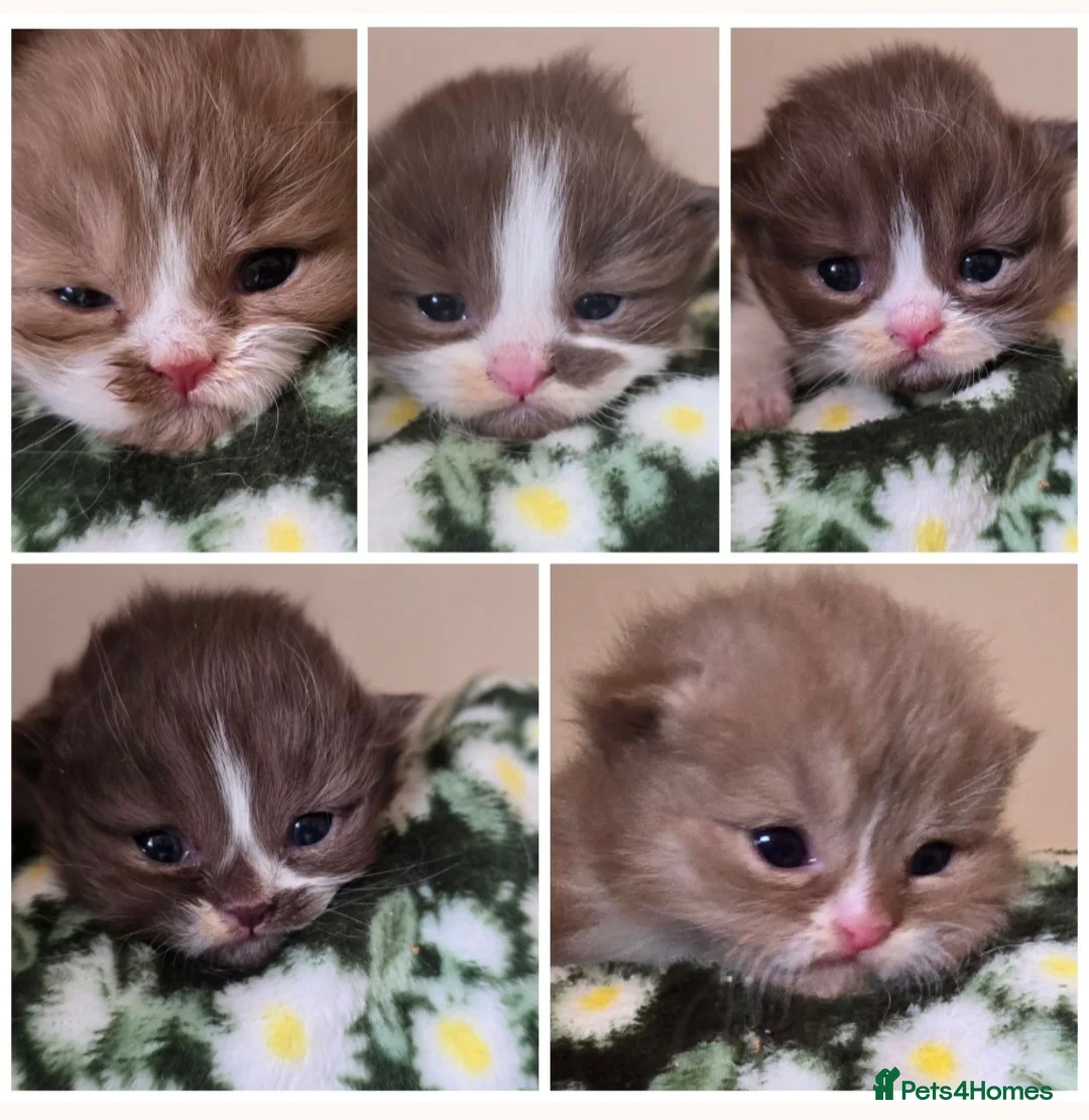 British Shorthair cats for sale: Beautiful British short and longhair kittens 🤎🧸  - Advert 1