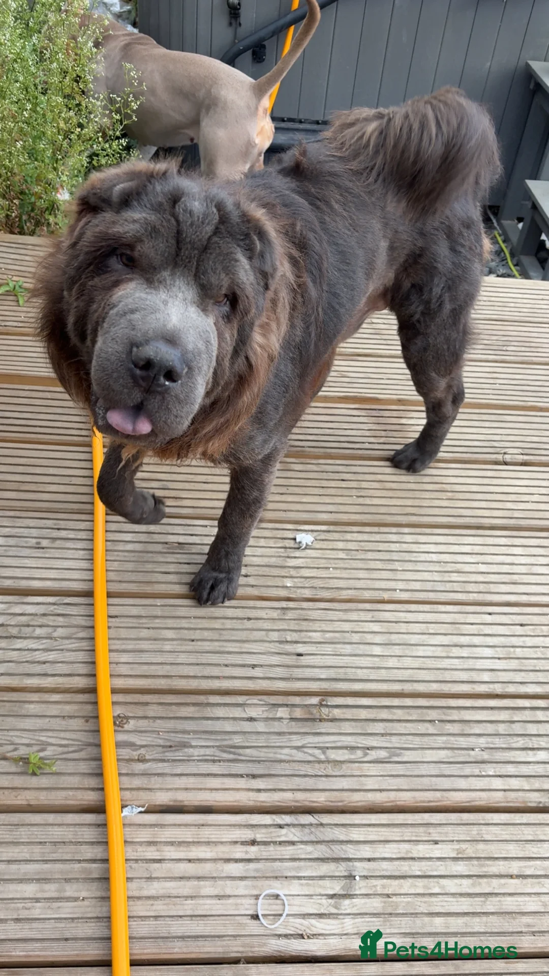 Shar Pei dogs for sale: Bear Coat Sharpei - Advert 2